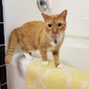 Meet your Posher, Colleen